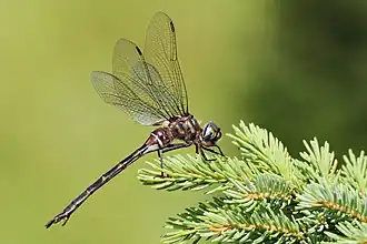 Somatochlora incurvata