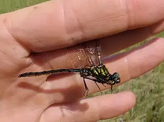 Somatochlora semicircularis