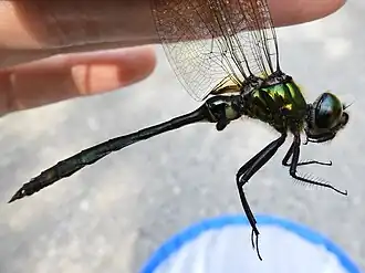 Somatochlora uchidai