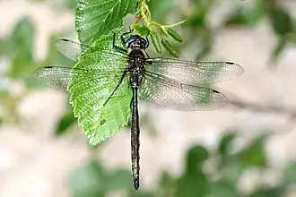 Somatochlora williamsoni