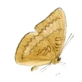 Euthalia kanda