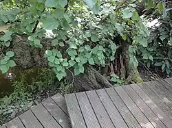 De andere zeer oude zwarte moerbeiboom in de voortuin