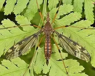 Tipula (Lunatipula) fuliginosa