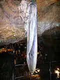 Elefantenohr in der Sophienhöhle
