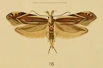 Sophronia acaudella