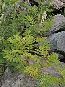 Bladeren met steunblaadjes
