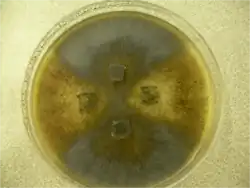 De donkerbruine en de bruine isolaten in een kruisingsonderzoek.