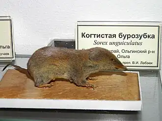 Sorex unguiculatus