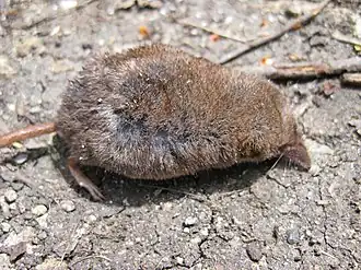 Sorex volnuchini