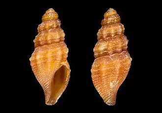 Sorgenfreispira ardovinii
