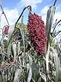 Sorgo (sorghum), een belangrijk voedsel