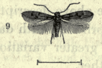 Sorhagenia lophyrella