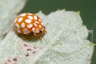 Twintigvleklieveheersbeestje