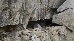 Een broedende Noordse stormvogel in de rotsen van Sotteville-sur-Mer