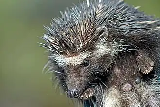 Zuid-Afrikaanse egel