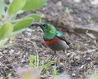 Kleine kraaghoningzuiger