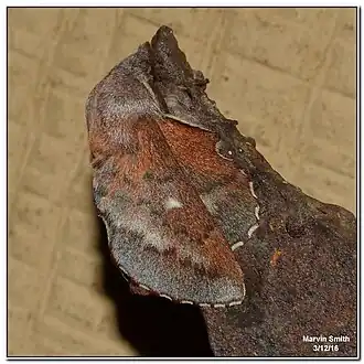 Phyllodesma occidentis