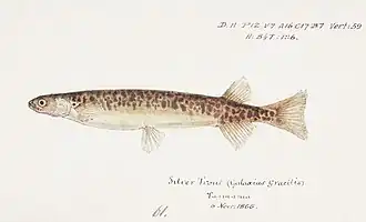 Galaxias gracilis