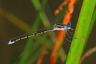 Lestes australis