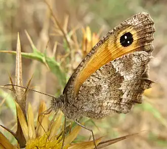 Zuidelijk oranje zandoogje