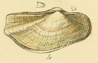 Noordelijke korrelschelp