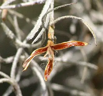 Plant met open zaadcapsule in de Santee Wildlife Refuge (South Carolina)
