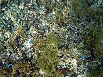 Eupolymnia crassicornis