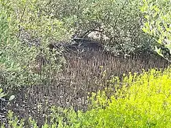 Nieuwe aangroei van het mangrovebos