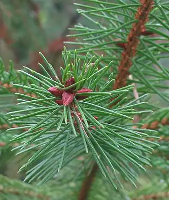naaldvormig blad van fijnspar (Picea abies)
