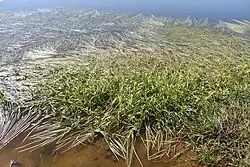 Dystroof water met drijvende egelskop