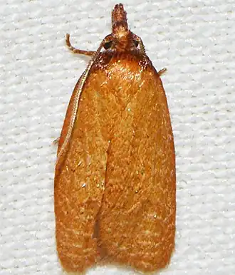 Sparganothis distincta