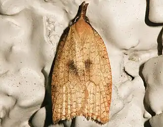 Sparganothis xanthoides