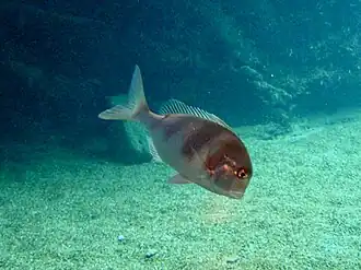 Chrysoblephus anglicus