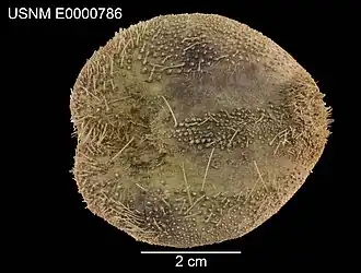 Spatangus californicus