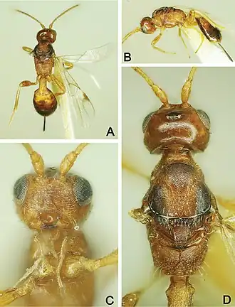 Spathius brevicaudis