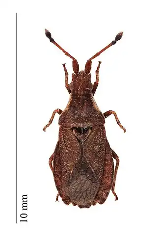 Schapenzuringrandwants