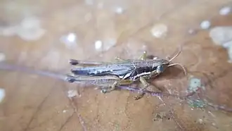 Spathosternum prasiniferum