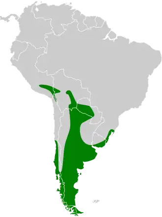 Argentijnse slobeend