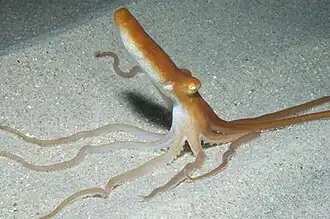 Octopus kaurna