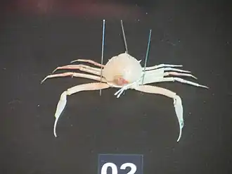 Arcania undecimspinosa