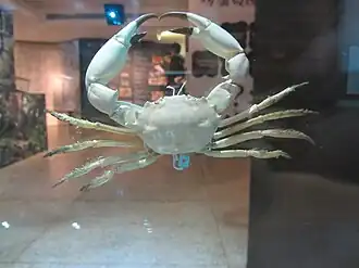 Carcinoplax tomentosa