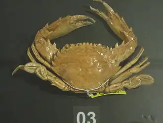 Charybdis (Charybdis) orientalis