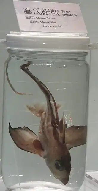 Chimaera jordani