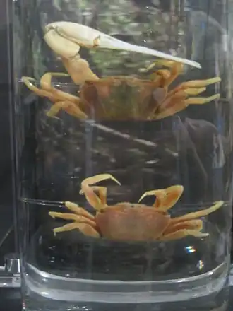 Uca (Tubuca) formosensis