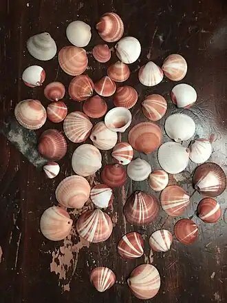 Glycymeris spectralis