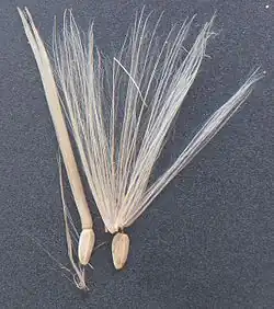 Vrucht van speerdistel (Cirsium vulgare)