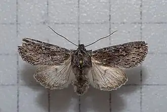 Cucullia taiwana
