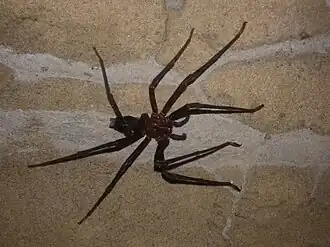 Spelungula cavernicola