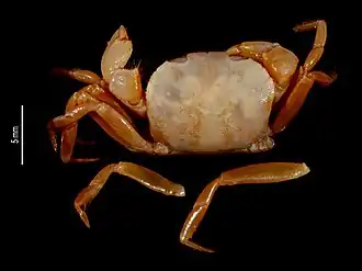 Speocarcinus lobatus