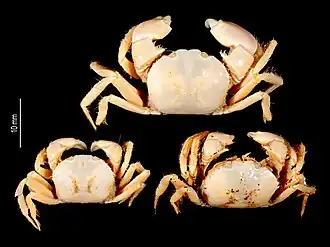 Speocarcinus spinicarpus